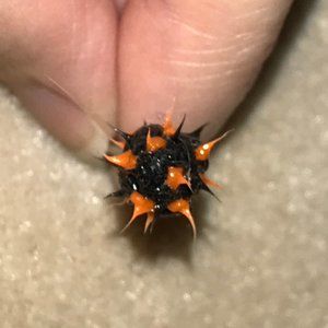 14 Gauge Black and Orange Silicone 8mm Tickler Tongue Ring